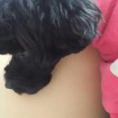 까까줄개 이미지