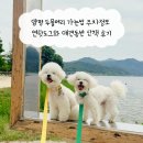 양평 두물머리 가는법 주차정보 연핫도그와 애견동반 산책 후기