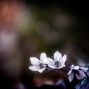 동심의세계 - (158) 동시문학에서의 죽음과 슬픔의 표현방식 - ② 현대 동시 속에 나타난 죽음과 슬픔 3-3/ 이정석 시인 이미지