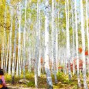 죽파리 경로당 | 단풍 대신 순백의 감동! 영양 자작나무숲, 초보도 즐기는 1.5km 트레킹 코스