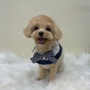 뽀프퍼피 이미지