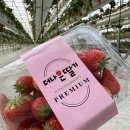 계산농장 | 입장료 없는 화성 딸기농장 발견 (딴 만큼만 계산하는 곳)