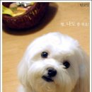 강쥐 이미지