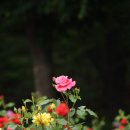 노적봉공원 이미지