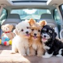 수원시 팔달구 중부대로183번길 | 수원강아지분양 고민하다가 결국 선택하게 된 드림독안심분양센터 후기 남겨봅니다