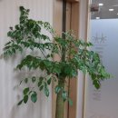 인산림의원 네이버블로그