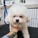 까끌레멍 이미지