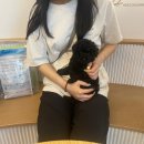 도그아트켄넬 이미지