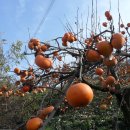 소슬농장 이미지