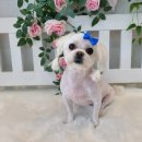 댕댕이 미장원 이미지