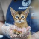 핑크젤리캐터리 | 고령아비시니안분양 ‘미묘’라는 말이 절로 나올 만큼