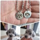 커들리 독 이미지