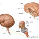 대뇌[cerebrum,大腦] 이미지