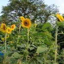 우리채소 - 부산진구 중앙번영로20번길 29 | 우리채소