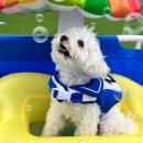 털로덮인친구들 애견유치원&애견호텔 수원시청역점 이미지