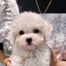 은하수펫샵 이미지