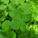 클로버(CLOVER) 이미지