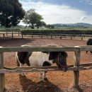 동해-단속-16 | 다같이 돌자~ 제주 한바퀴🏝️ 10/24-27 Day3,4 / 카페 밭디, 섭지코지, 서비우동돈까스, 함덕해수욕장...