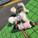 개좋은날 이미지