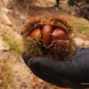 식이농장 이미지