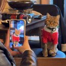 달달한 고양이 | 홍대 고양이 술집 홍담 첫 방문 후기! 사진만 백만 장 찍고 옴♡