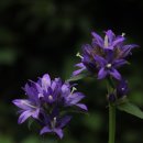 동자목장 이미지