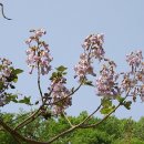 오동나무 이미지