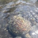 거북이약국 이미지