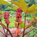 아주까리농장 이미지