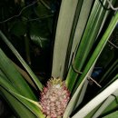 파인애플 이미지