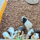 칠곡동물체험카페 이미지