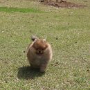 Pom생Pom사 이미지