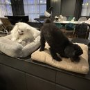 바비덴탈 | 2월 일기 집순이 i에게 생일 주간 따위 없다