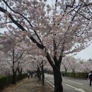 이월드 | 벚꽃 축제기간에 다녀온 이월드&amp;떡볶이 페스티벌 팝업 후기