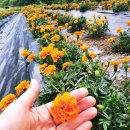 꽃차&약선차 이미지