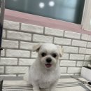 펫살롱 귀요미 이미지