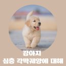 용인해성동물병원 | 용인동물병원 해성과 강아지 심층 각막궤양에 대해 알아볼게요