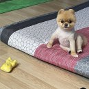 선경카프라자