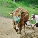 황토코뚜레 이미지