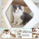 골든스웨터 캐터리 이미지