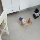 아라펫살롱 이미지