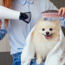 펫트너