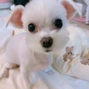 관저북로 이미지