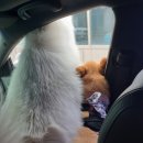 쪼꼬네유치원2 이미지