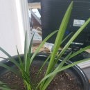 하노이 행정사 이미지