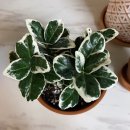 사철슈퍼 이미지