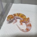 인터렙타일 이미지