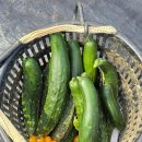 싱싱마트 이미지