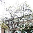 천안고등학교 이미지