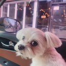 애옹애몽 이미지